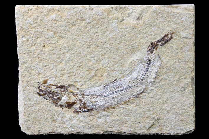 Cretaceous Fossil Fish (Gaudryella) - Lebanon #162818